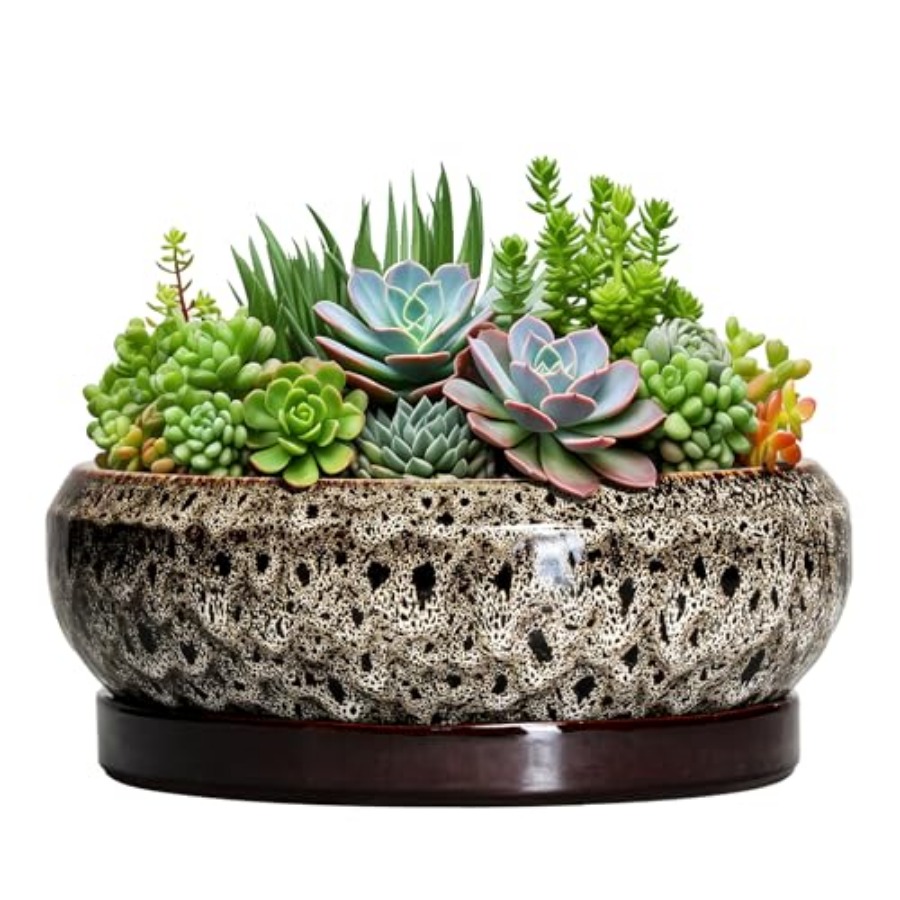 Succulent Pots - Ceramic Bonsa - Succulent Planter Pot avaliação e preço