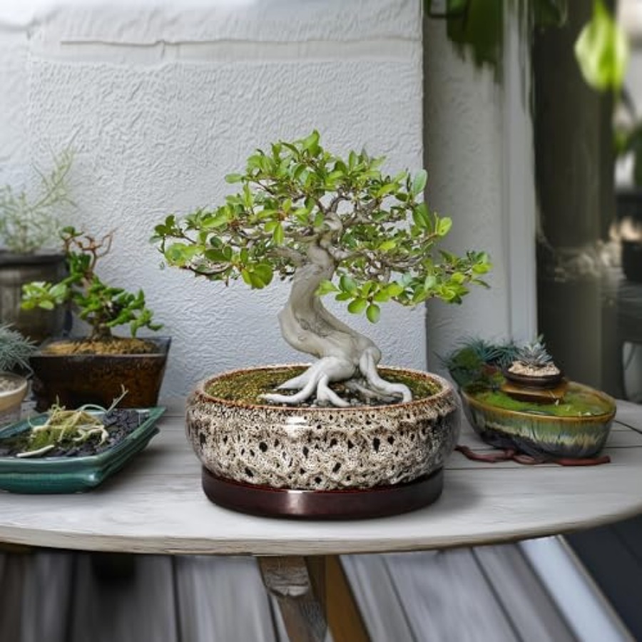 Succulent Pots - Ceramic Bonsa - Succulent Planter Pot avaliação e preço