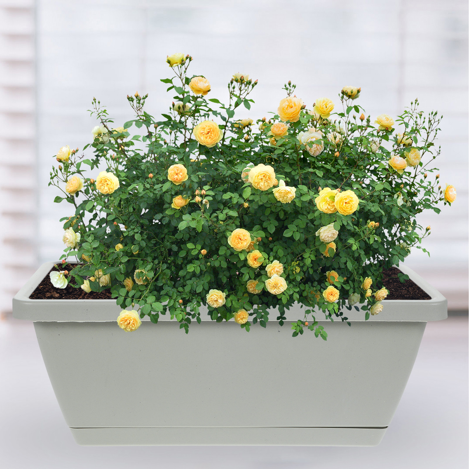 4Pcs Plastic Window Box Plante - Succulent Planter Pot avaliação e preço