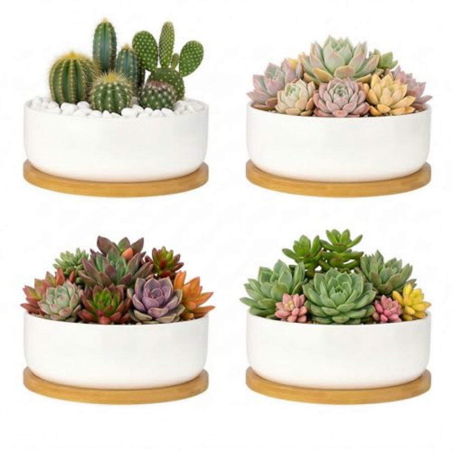 Succulent Pots6 ch Succulent P - Succulent Planter Pot avaliação e preço